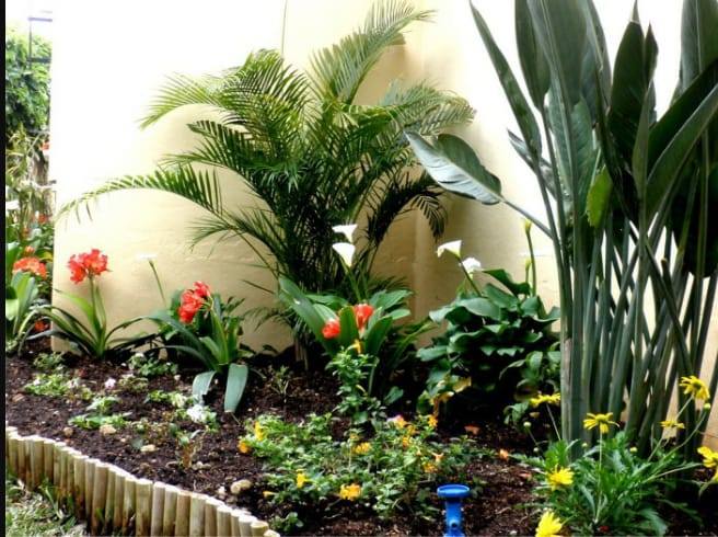 Plantas nativas de Oaxaca para tu jardín: belleza con identidad y bajo mantenimiento