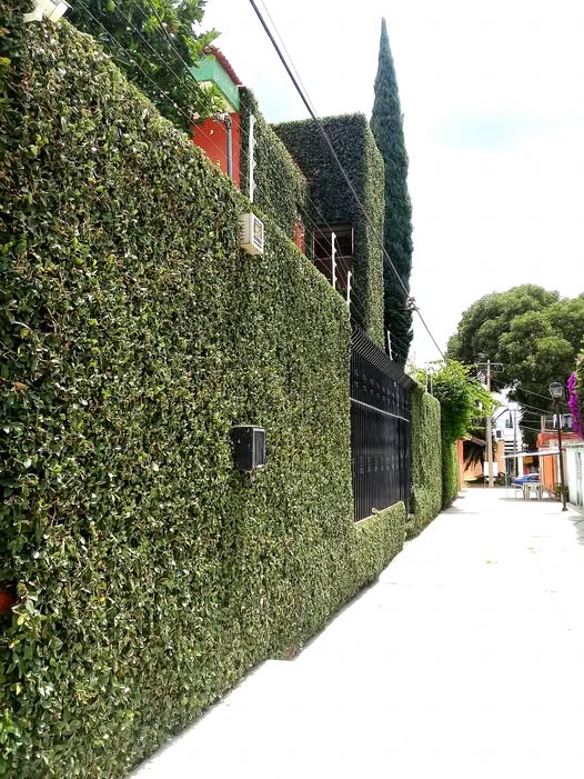 Muros verdes: cómo transformar paredes en jardines vivos