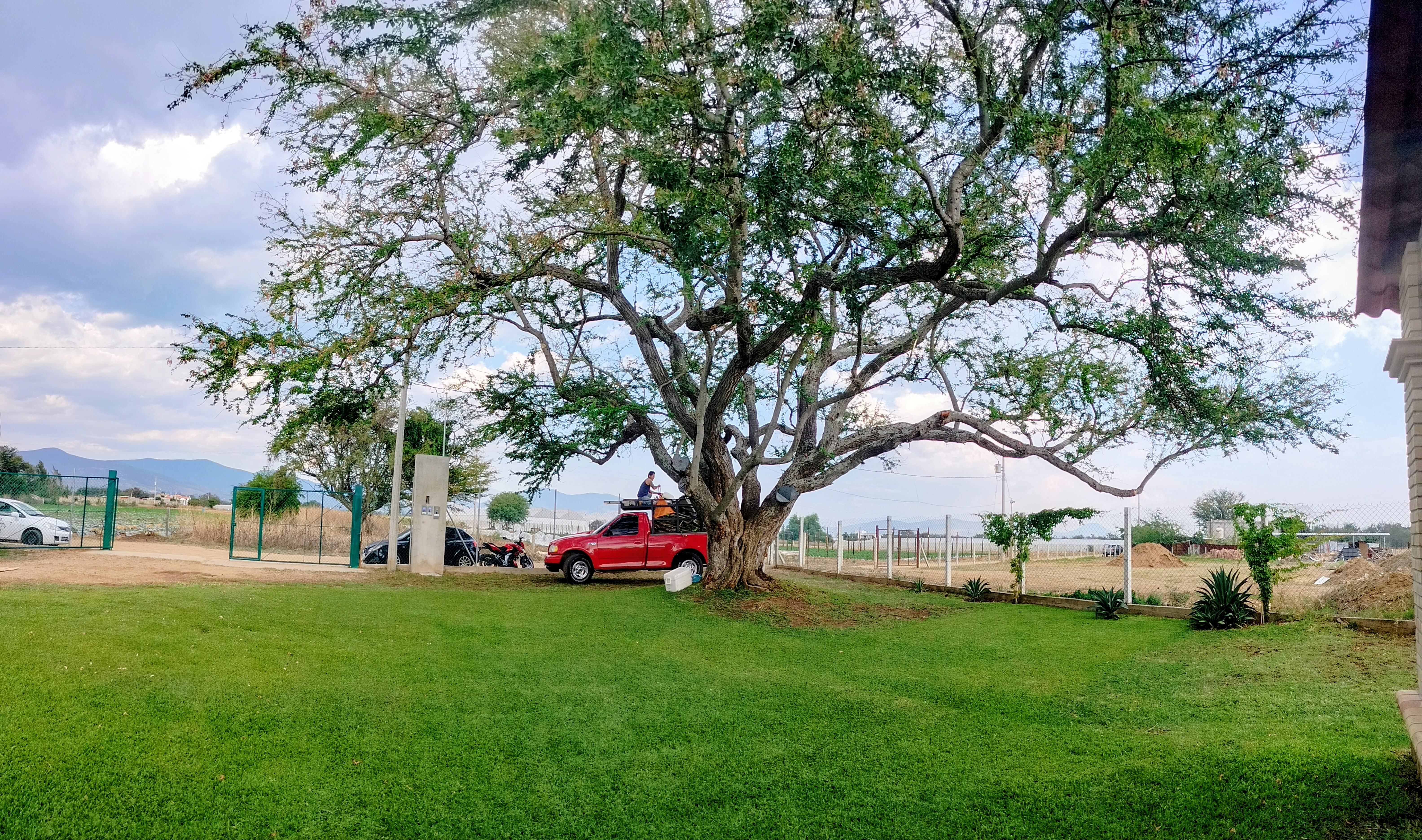 Servicio aplicado al arbol, libre de barrenador
