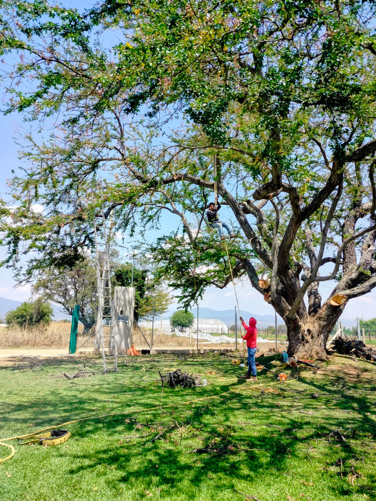 Servicio de limpieza en arbolado y Tratamiento de la misma — imagen 6