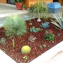 Cinco plantas resistentes para jardines con poca luz — imagen 2