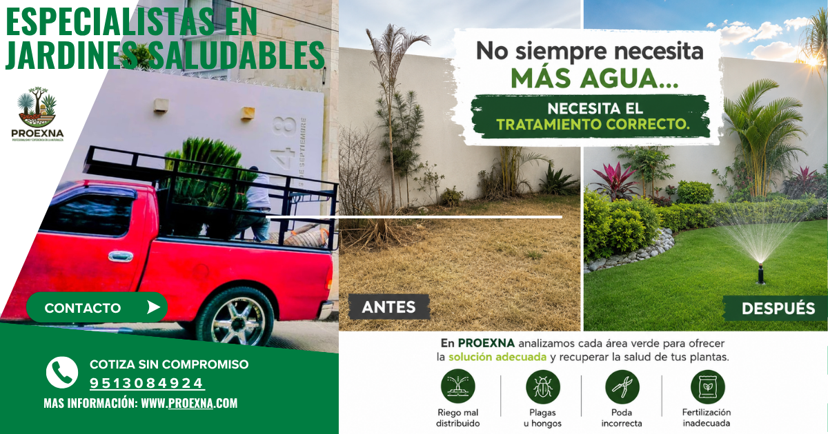 Cómo preparar el jardín de tu AirBnB en Oaxaca para la Guelaguetza — imagen 6
