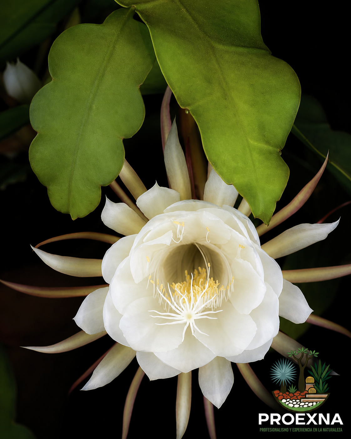 10 plantas típicas de Oaxaca para tu jardín residencial — imagen 3