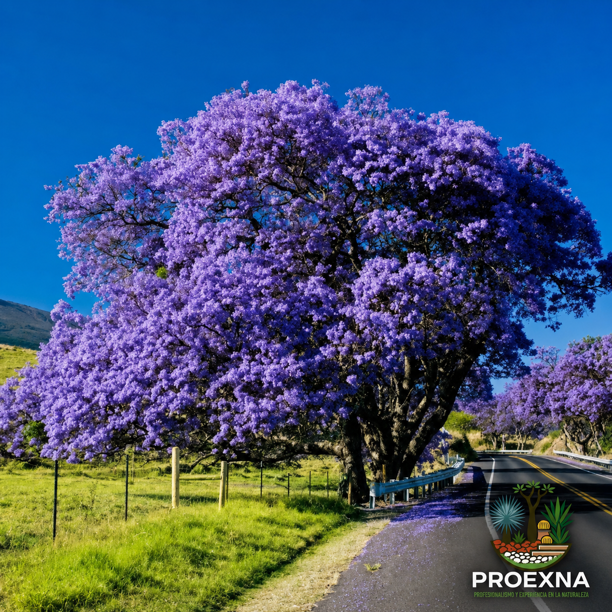 10 plantas típicas de Oaxaca para tu jardín residencial — imagen 4
