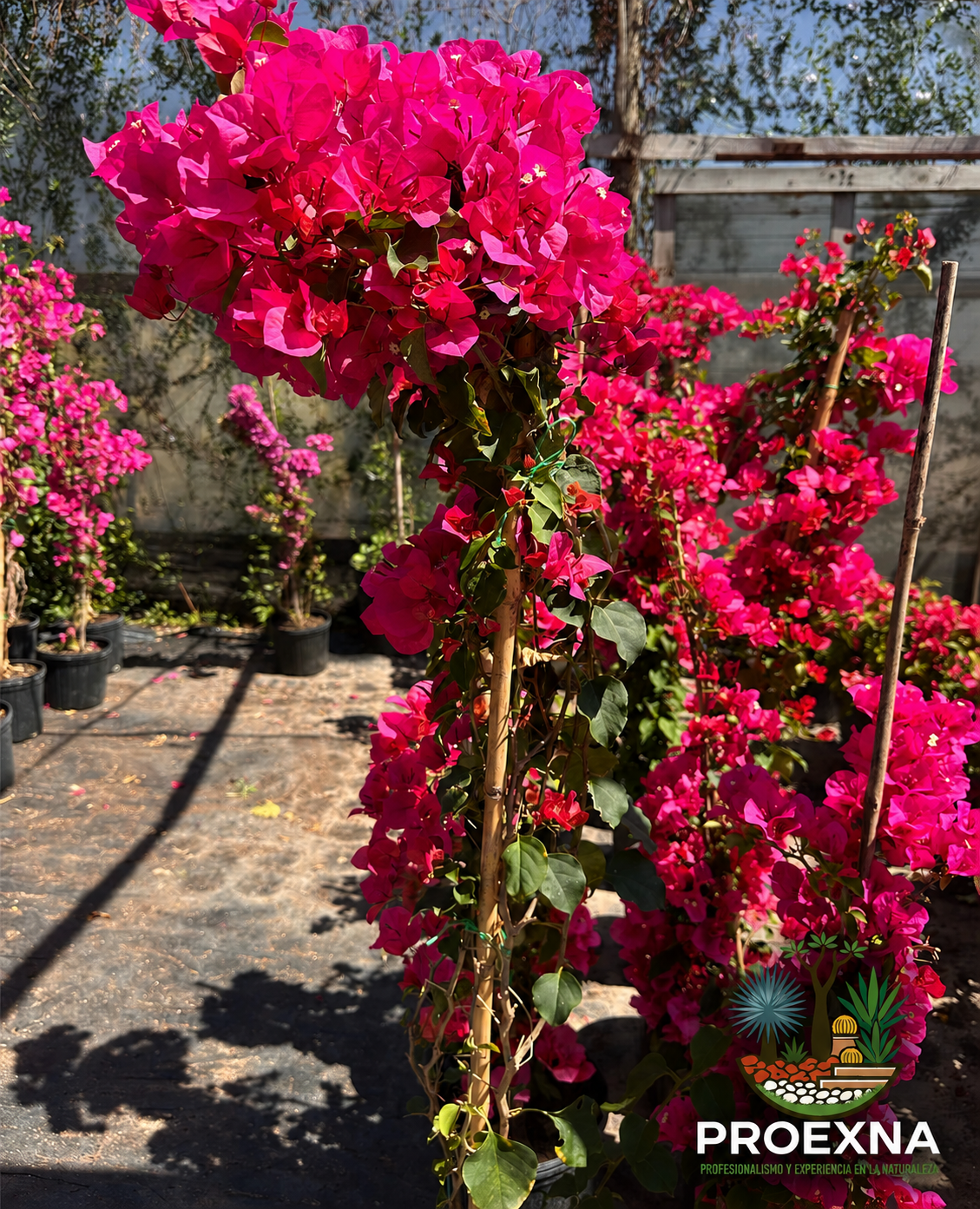 10 plantas típicas de Oaxaca para tu jardín residencial — imagen 5