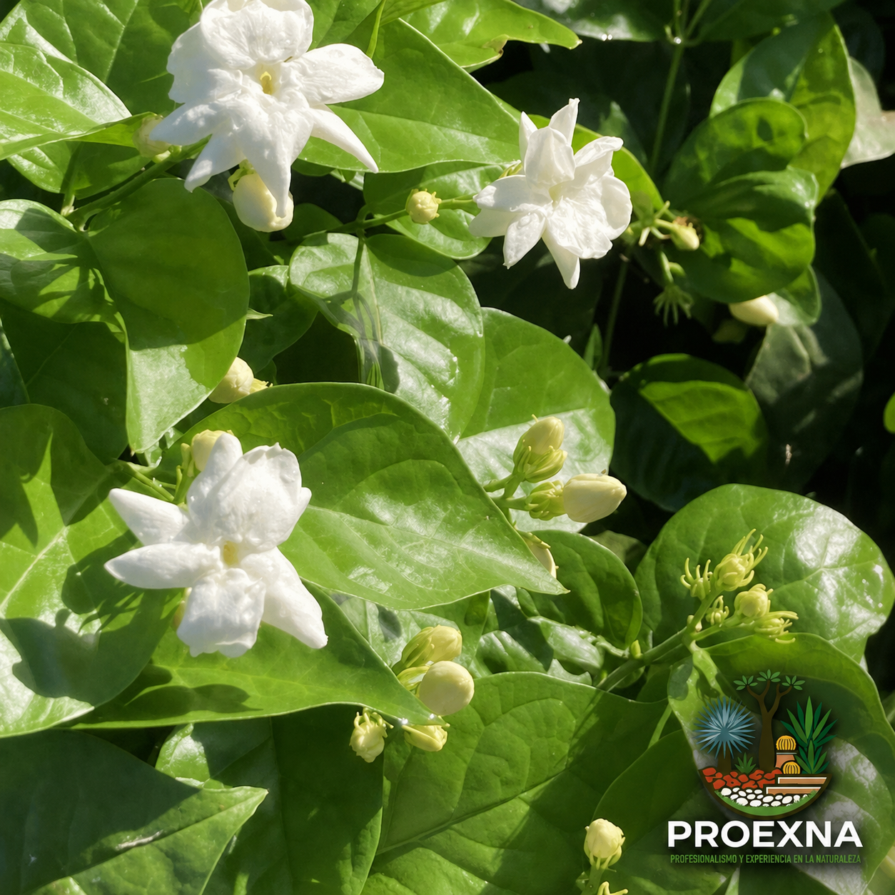 10 plantas típicas de Oaxaca para tu jardín residencial — imagen 6