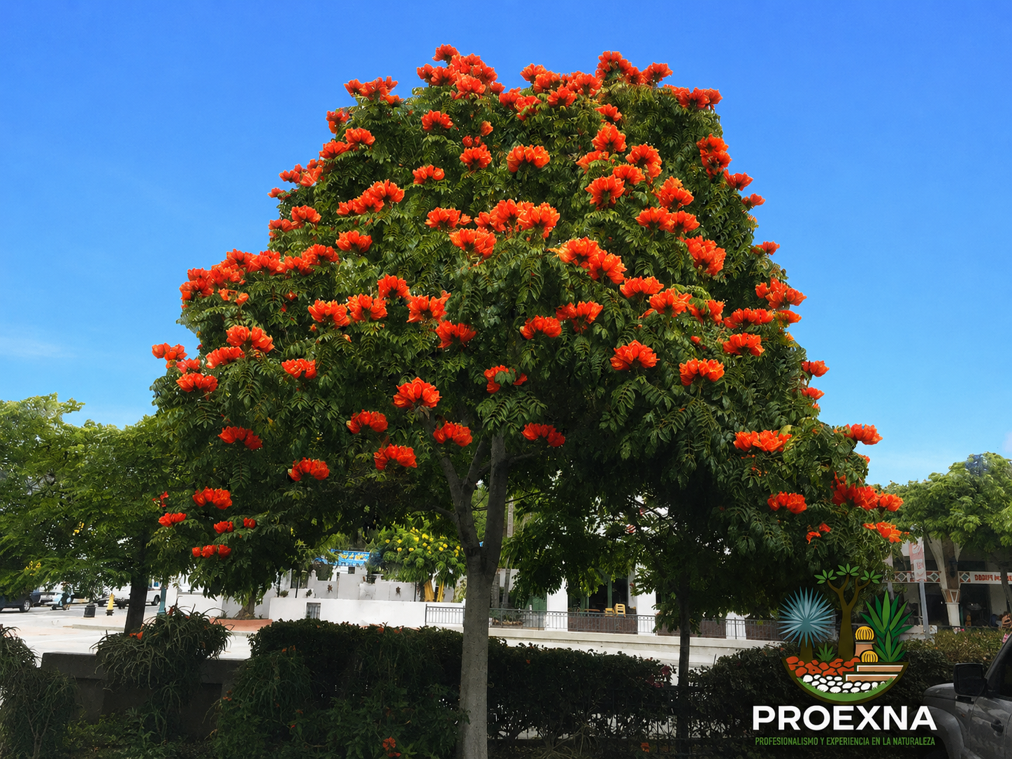 10 plantas típicas de Oaxaca para tu jardín residencial — imagen 8