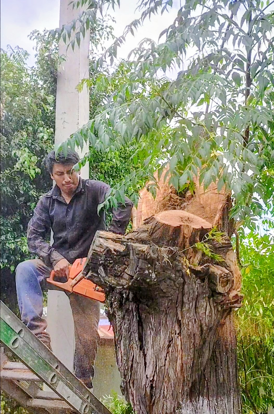 Arboricultura en Oaxaca: cómo salvar un árbol de un mal corte antes de perderlo — imagen 1