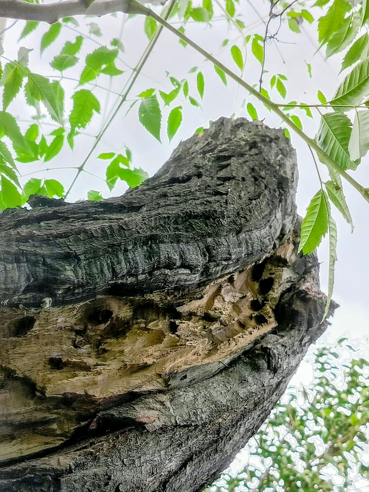 Arboricultura en Oaxaca: cómo salvar un árbol de un mal corte antes de perderlo — imagen 2
