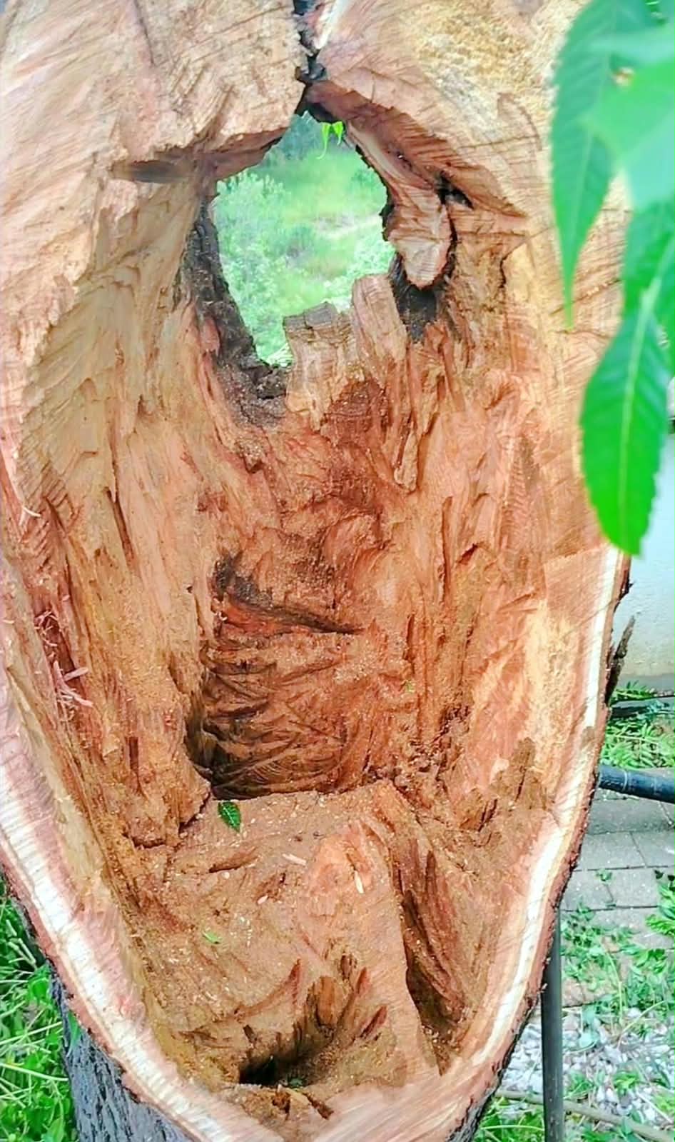Arboricultura en Oaxaca: cómo salvar un árbol de un mal corte antes de perderlo — imagen 5