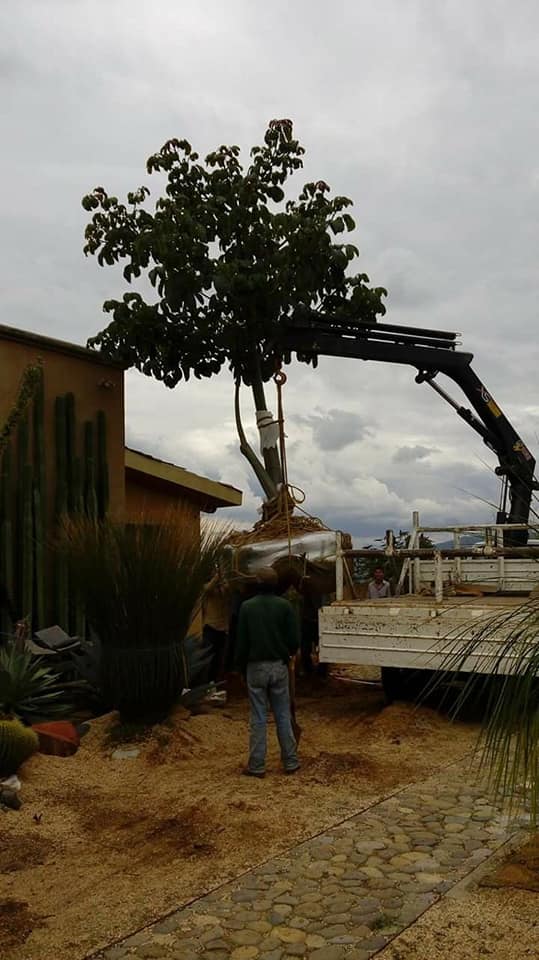 Sembrado de Árboles y Palmas Adultas